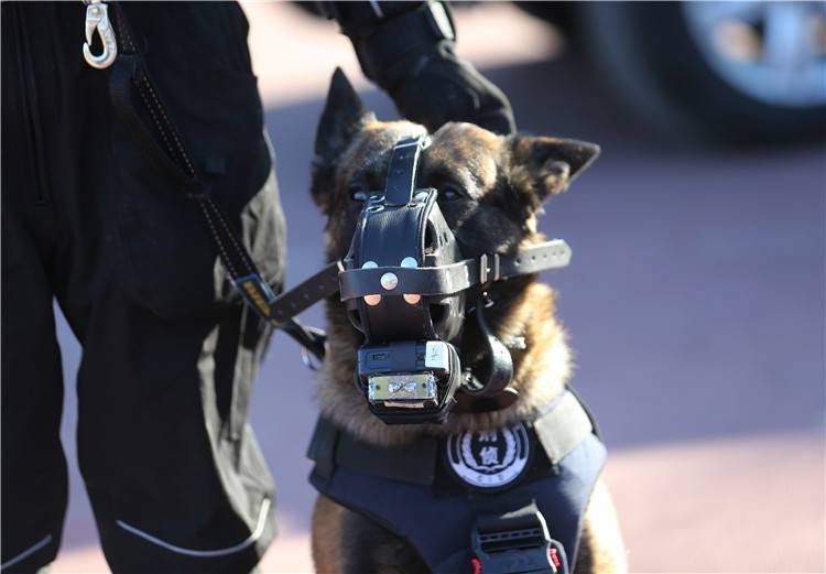 工作犬科技装备